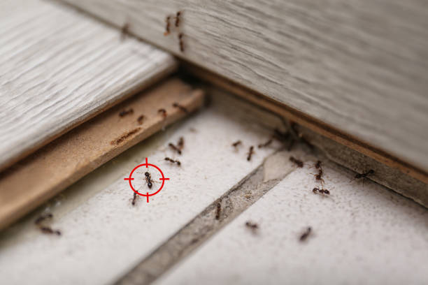 Best Pest Removal Services  in Dickson, TN